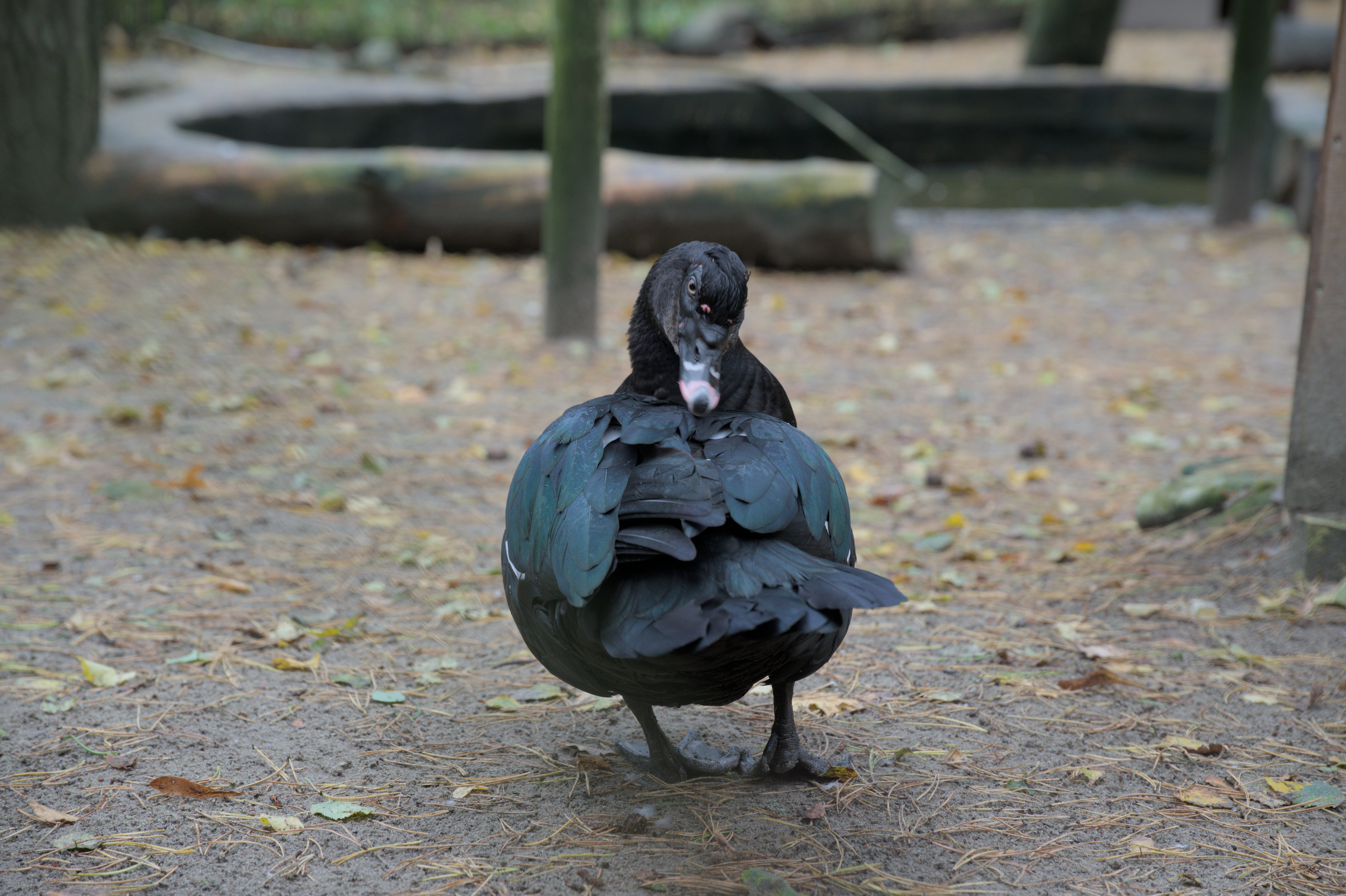 2025/10/12 - zoo/DSC_0097.jpg